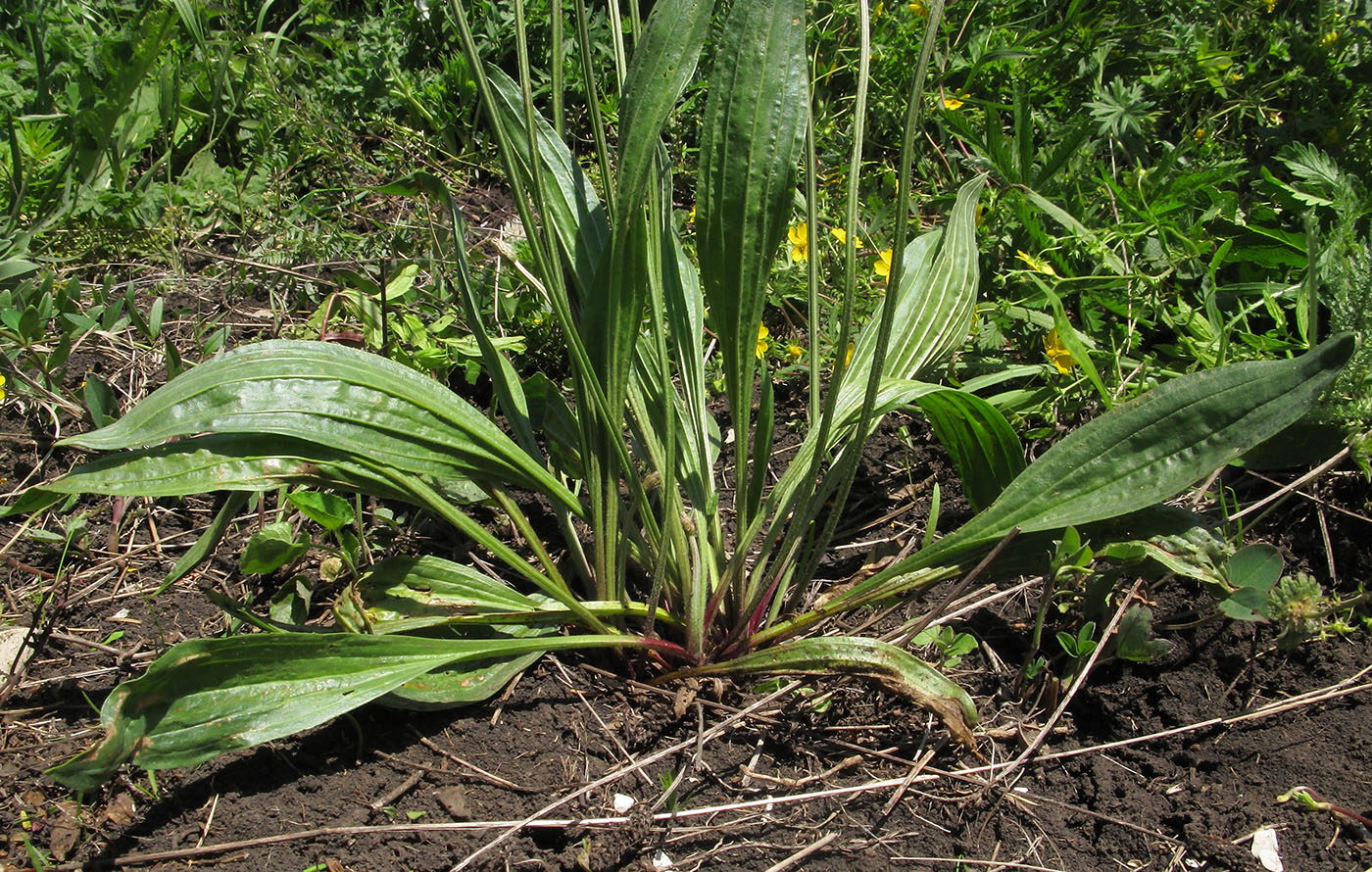 Изображение особи Plantago lanceolata.