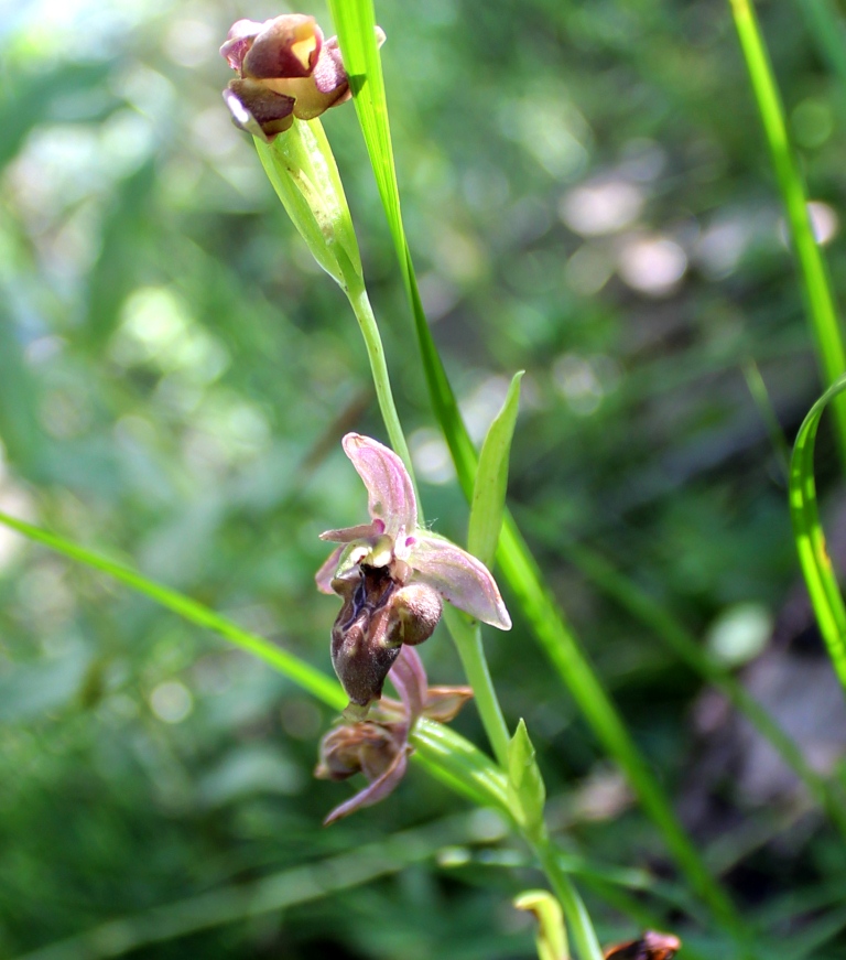 Изображение особи Ophrys oestrifera.