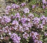 genus Thymus