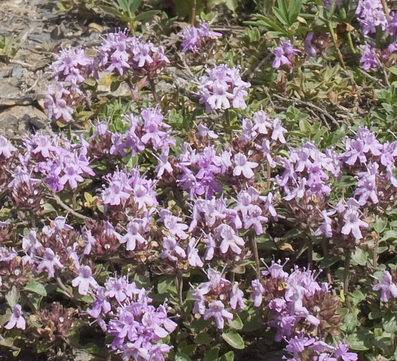 Изображение особи род Thymus.