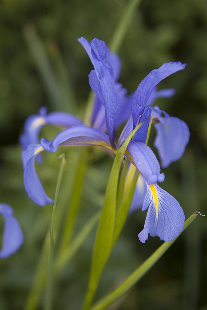 Image of Iris notha specimen.