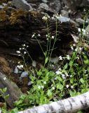 Arabidopsis gemmifera. Верхние части цветущих растений. Приморский край, Дальнегорский городской округ, окр. с. Каменка, Прямая Падь, обочина дороги в смешанном лесу вблизи реки. 11.06.2016.