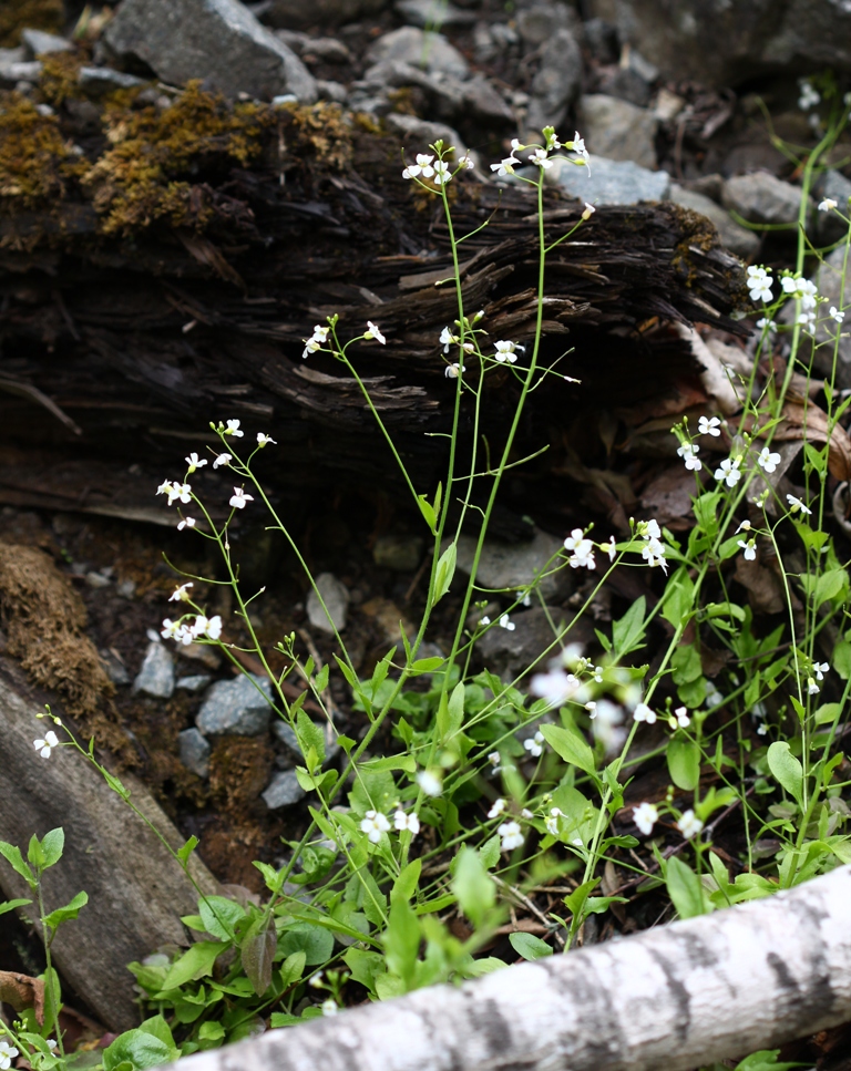 Изображение особи Arabidopsis gemmifera.