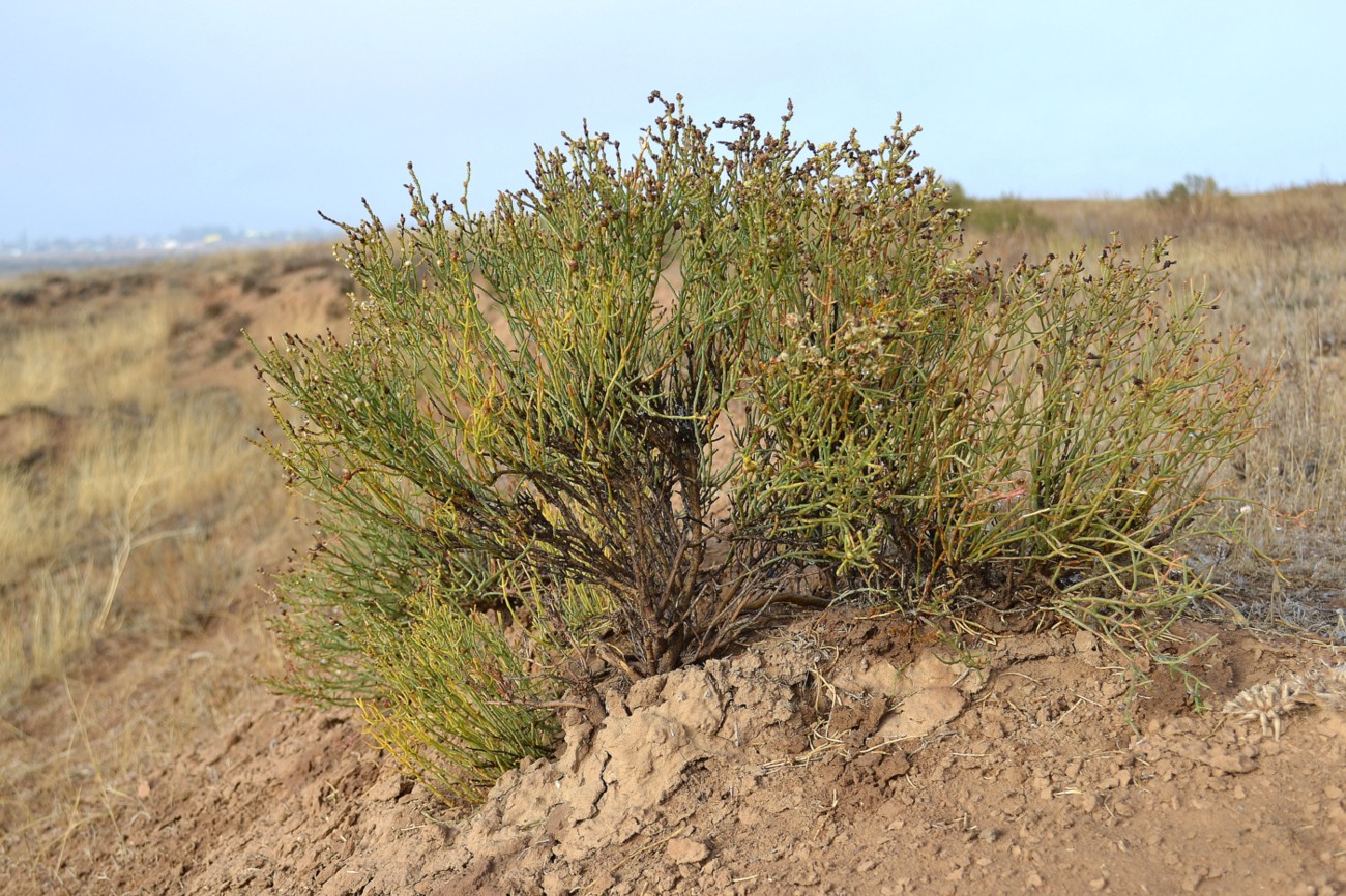 Image of Anabasis aphylla specimen.