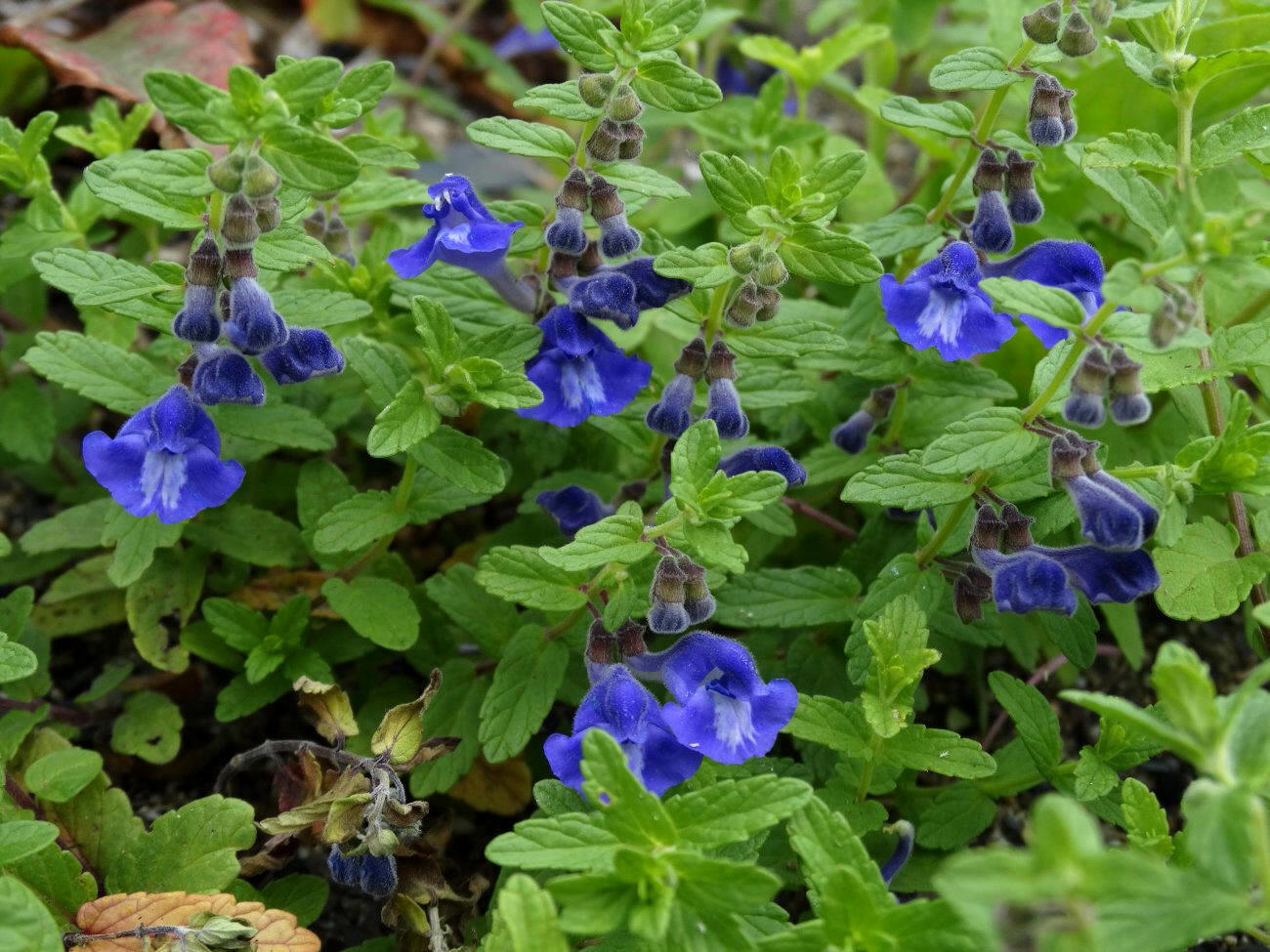 Image of Scutellaria strigillosa specimen.