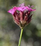 Dianthus cruentus