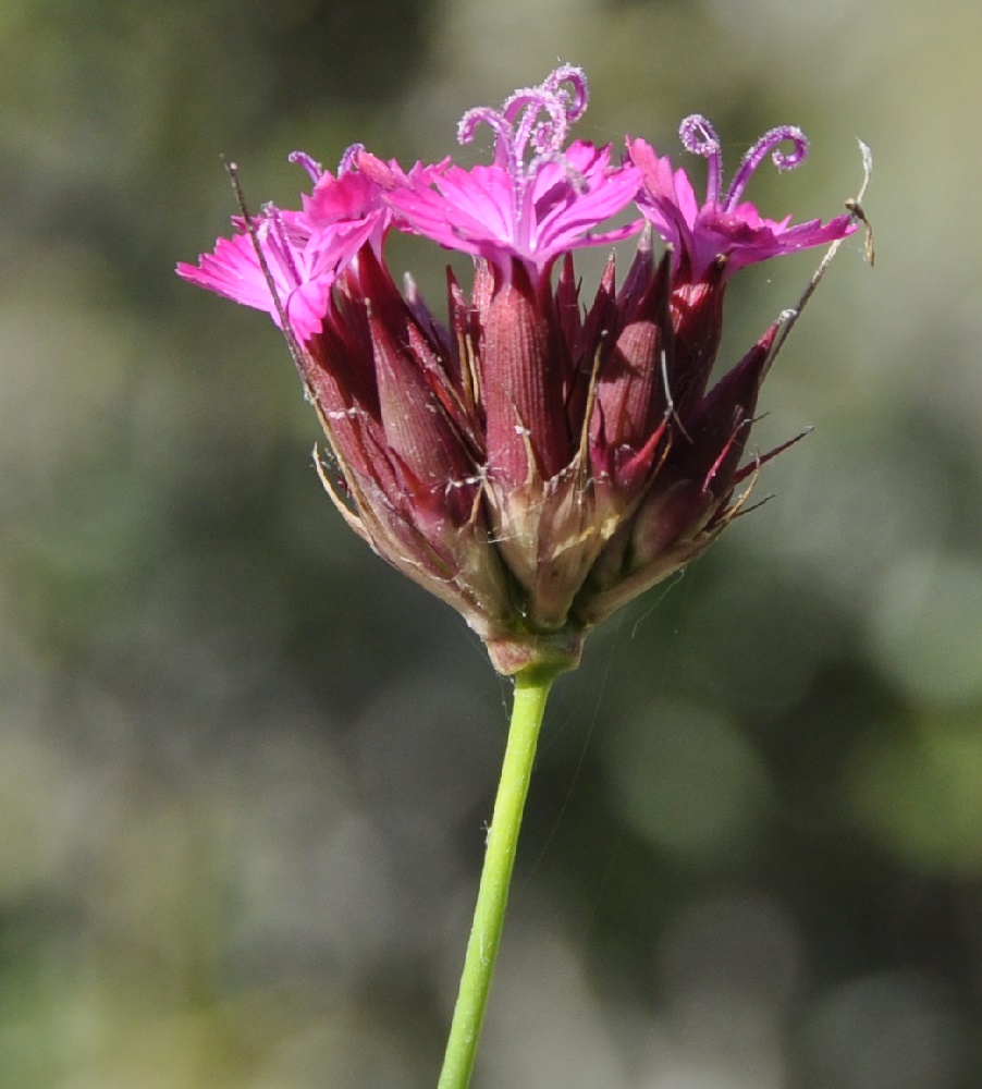 Изображение особи Dianthus cruentus.