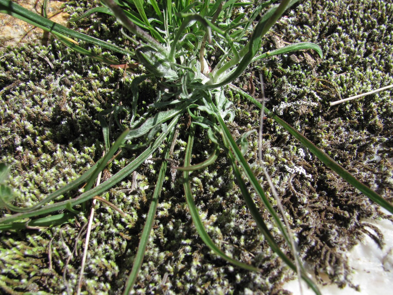 Image of Scorzonera meyeri specimen.