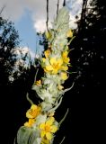 Verbascum gnaphalodes