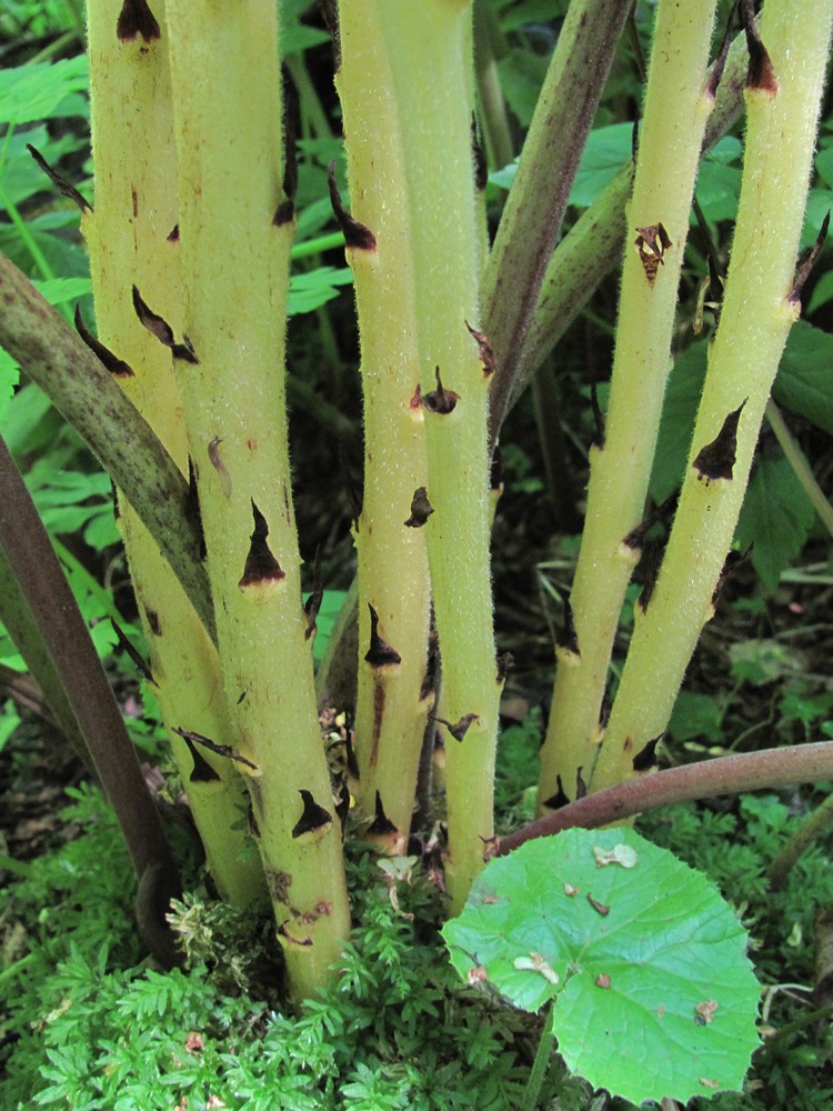 Image of Orobanche flava specimen.