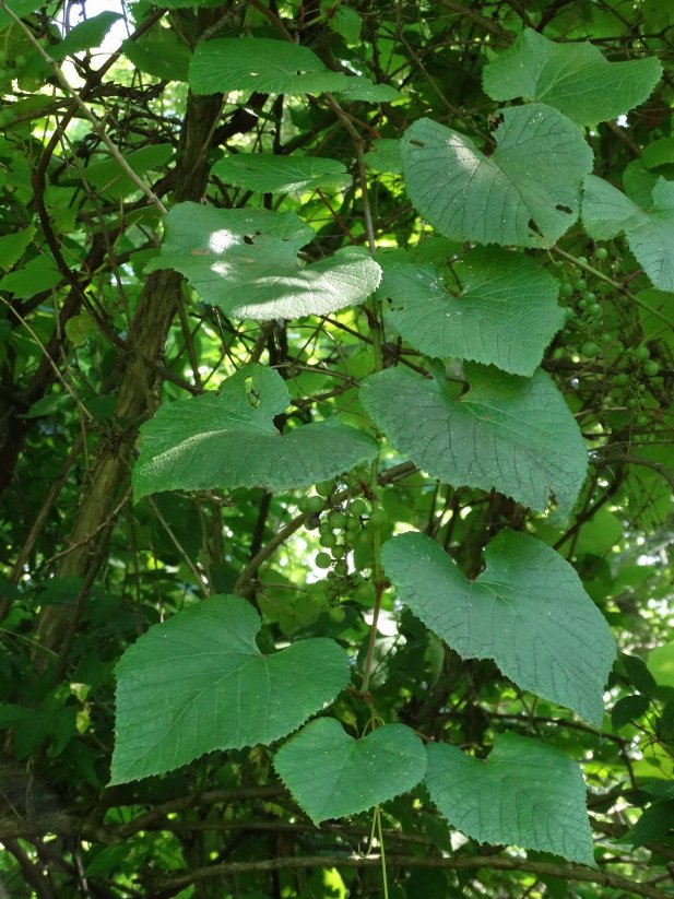 Image of Vitis amurensis specimen.