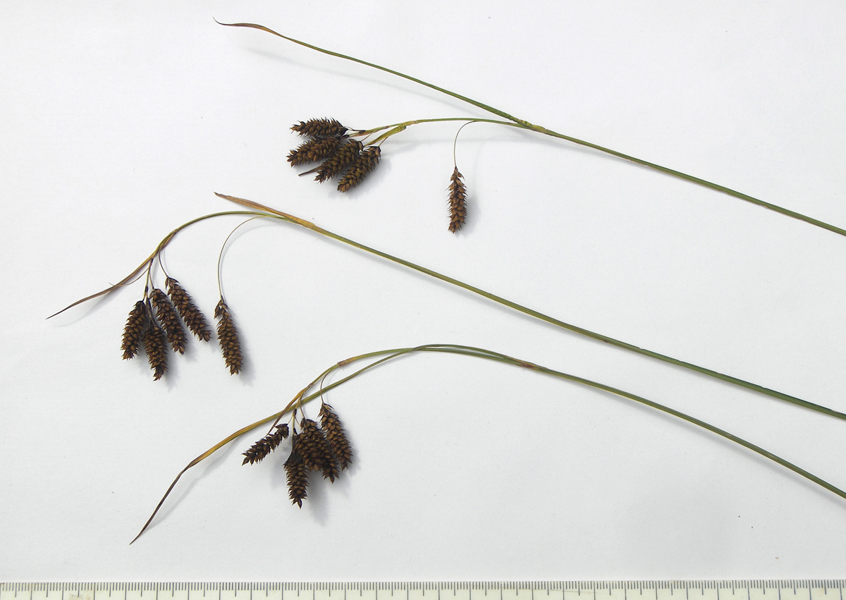 Изображение особи Carex caucasica.