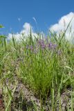 Polygala comosa. Цветущее растение. Ленинградская обл., Гатчинский р-н, окр. пос. Пудость, откос дорожной насыпи, сухой луг на травертине. 04.06.2016.