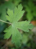 Geranium bohemicum. Лист. Пермский край, Оханский р-н, Тулумбаихинское сельское поселение, Кунчурихинский бор, обочина лесной дороги. 17.09.2016.