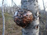 genus Betula. Часть ствола с капом. Кольский п-ов, Восточный Мурман, окр. Туманный, пойма Ильинского ручья, березняк. 12.06.2008.