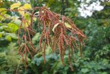 Aruncus sylvestris. Соплодие. Краснодарский край, Адлерский р-н, окр. пос. Красная Поляна, гора Аибга, водопад Поликаря, опушка леса, ≈ 1500 м н.у.м. 19.09.2016.