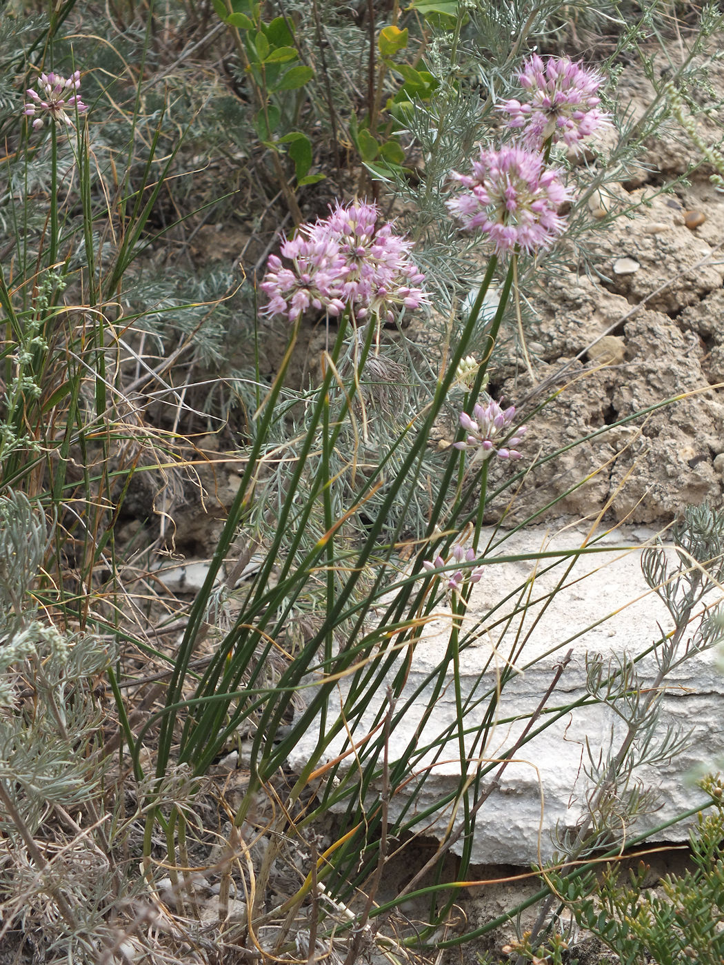 Image of Allium cretaceum specimen.