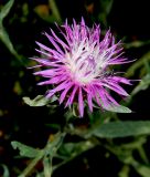 Centaurea подвид substituta