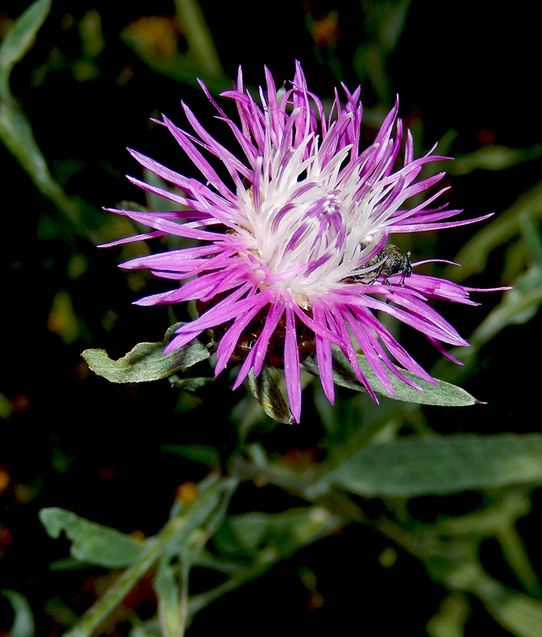Изображение особи Centaurea jacea ssp. substituta.
