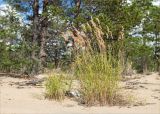 Calamagrostis phragmitoides