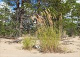 genus Calamagrostis