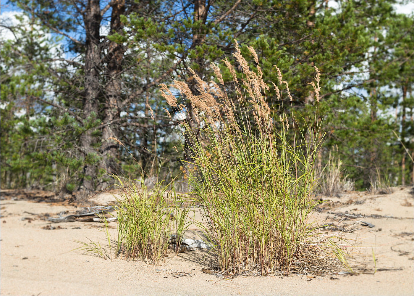 Изображение особи род Calamagrostis.