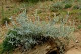 Krascheninnikovia lenensis