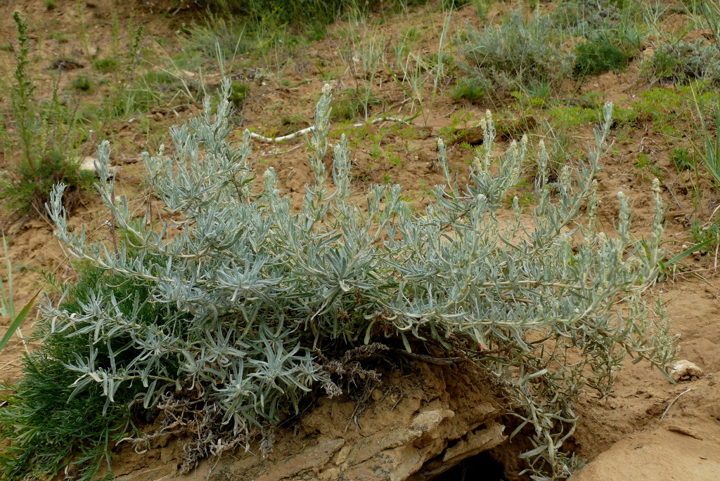 Image of Krascheninnikovia lenensis specimen.