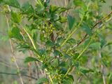 Ribes diacantha