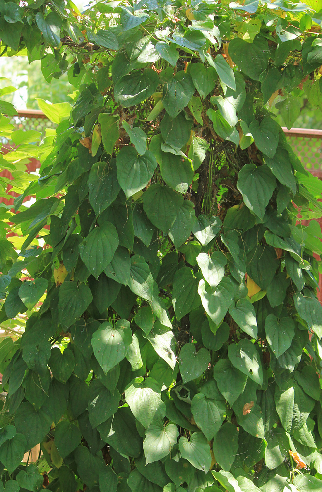 Image of Dioscorea caucasica specimen.