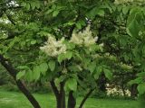 Fraxinus ornus. Часть кроны цветущего дерева. ФРГ, земля Северный Рейн-Вестфалия, р-н Ойскирхен, г. Бад-Мюнстерайфель, в культуре. 30 мая 2010 г.