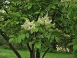 Fraxinus ornus