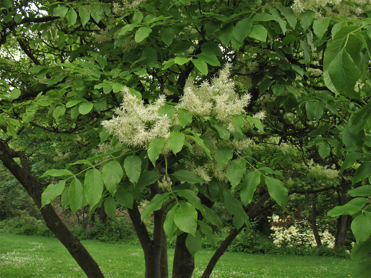 Изображение особи Fraxinus ornus.