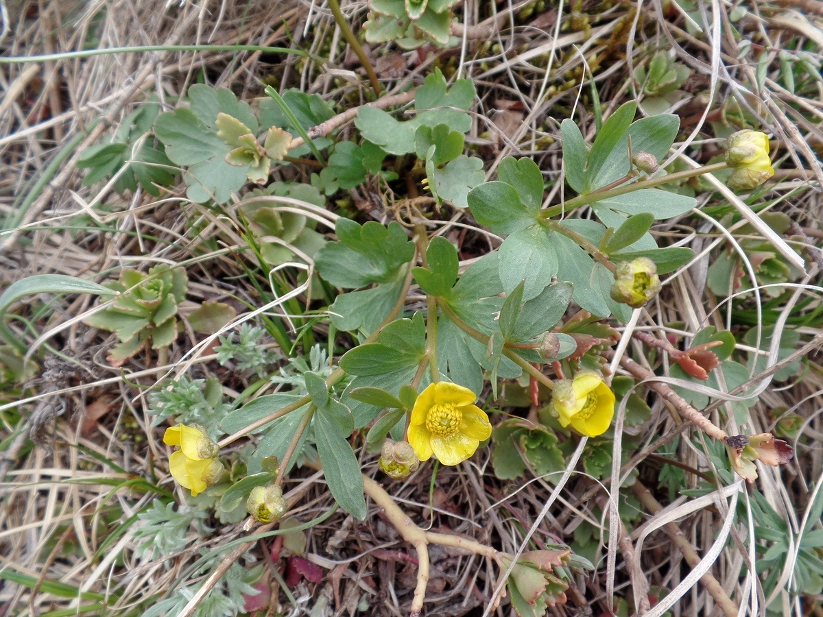 Image of Ranunculus polyrhizos specimen.