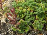 Dracocephalum palmatum