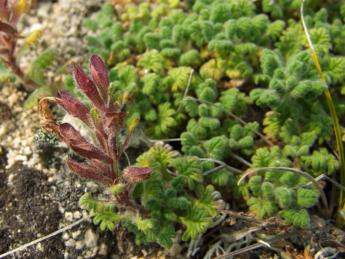 Изображение особи Dracocephalum palmatum.