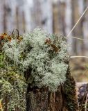 Cladonia arbuscula