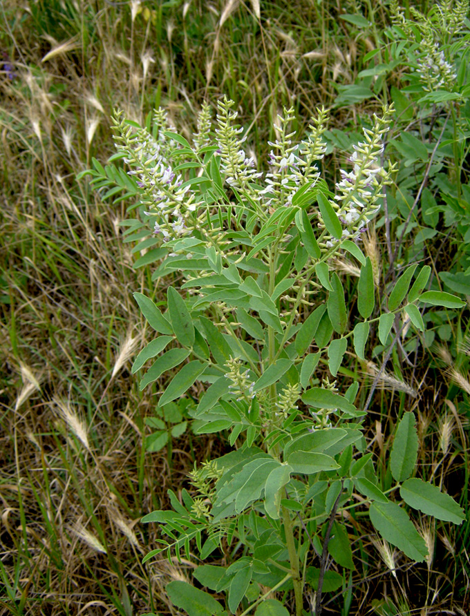 Изображение особи Glycyrrhiza glandulifera.