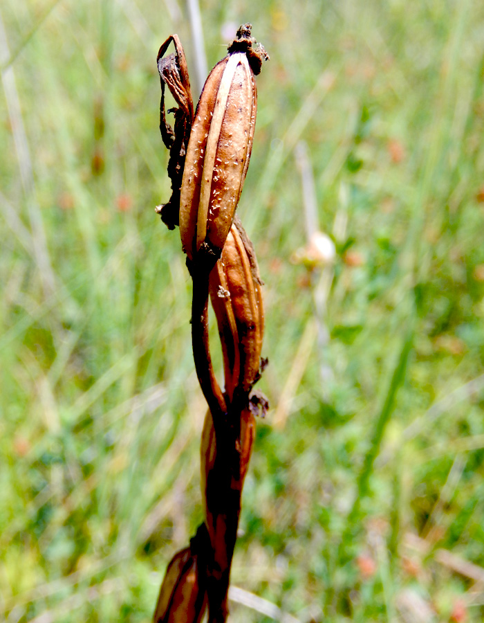 Изображение особи Anacamptis laxiflora ssp. dielsiana.