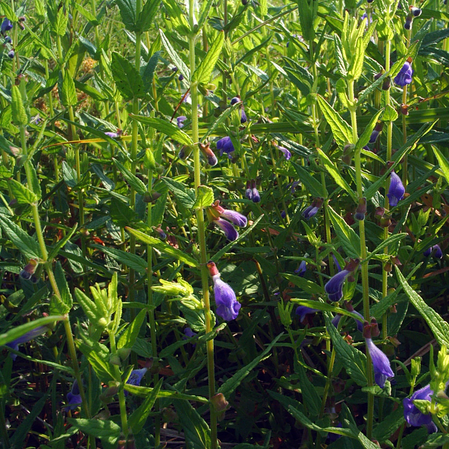 Image of Scutellaria galericulata specimen.