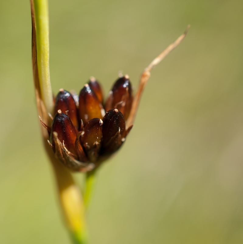 Изображение особи Juncus castaneus.