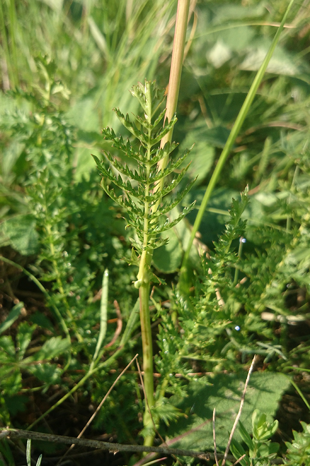 Изображение особи Filipendula vulgaris.