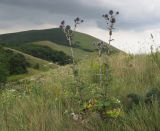 Echinops sphaerocephalus