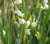 Leucojum aestivum. Верхние части листьев и верхушки цветоносов с соцветиями. Черноморское побережье Кавказа, Новороссийск, окр. Суджукской лагуны, влажный луг. 26 апреля 2015 г.