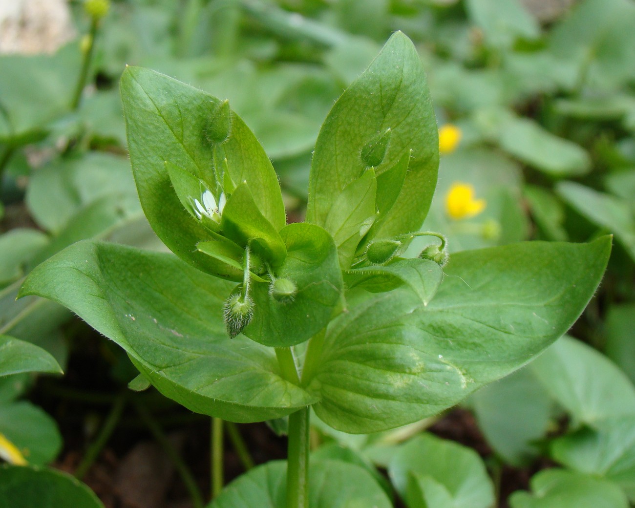 Image of Stellaria neglecta specimen.