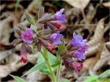 Pulmonaria mollis