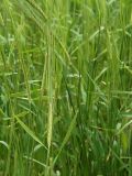 Hordeum distichon. Колосья с завязавшимися семенами. Польша, Подляское воеводство, окр. Нарвянского национального парка, дер. Шливно. 25.06.2009.