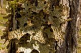 Lobaria pulmonaria. Часть сухого слоевища на стволе дерева. Башкортостан, Белорецкий р-н, долина р. Малый Инзер ниже дер. Бердагулово, правый берег. 29 апреля 2017 г.