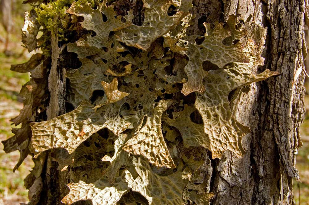 Image of Lobaria pulmonaria specimen.