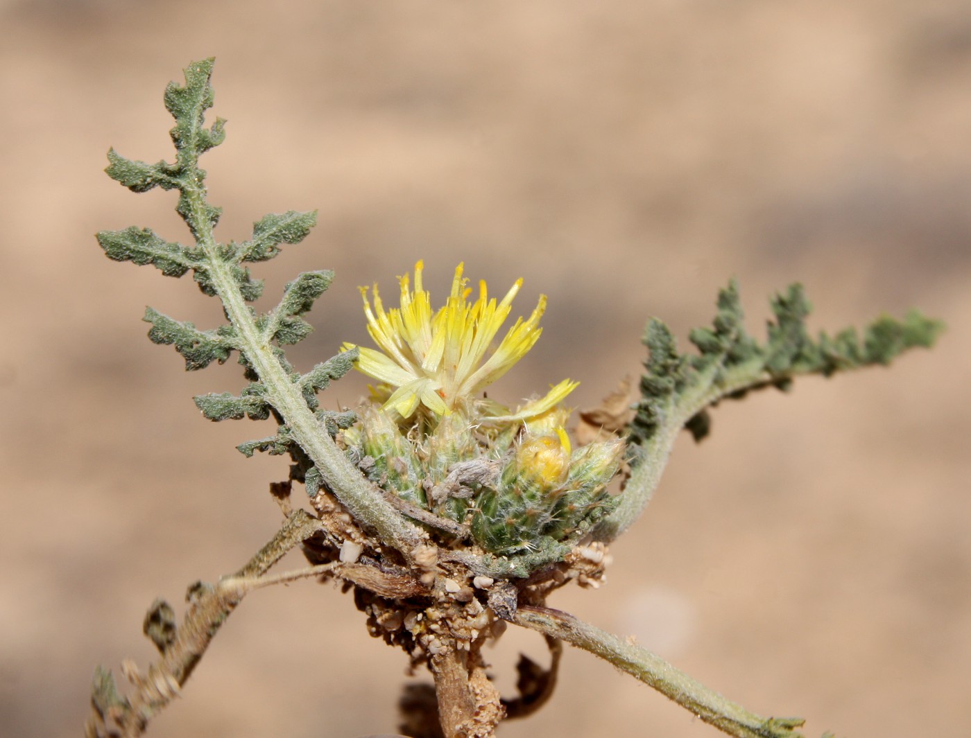 Image of Centaurea glomerata specimen.